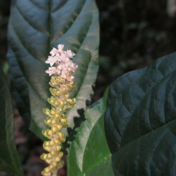 Hilleria latifolia